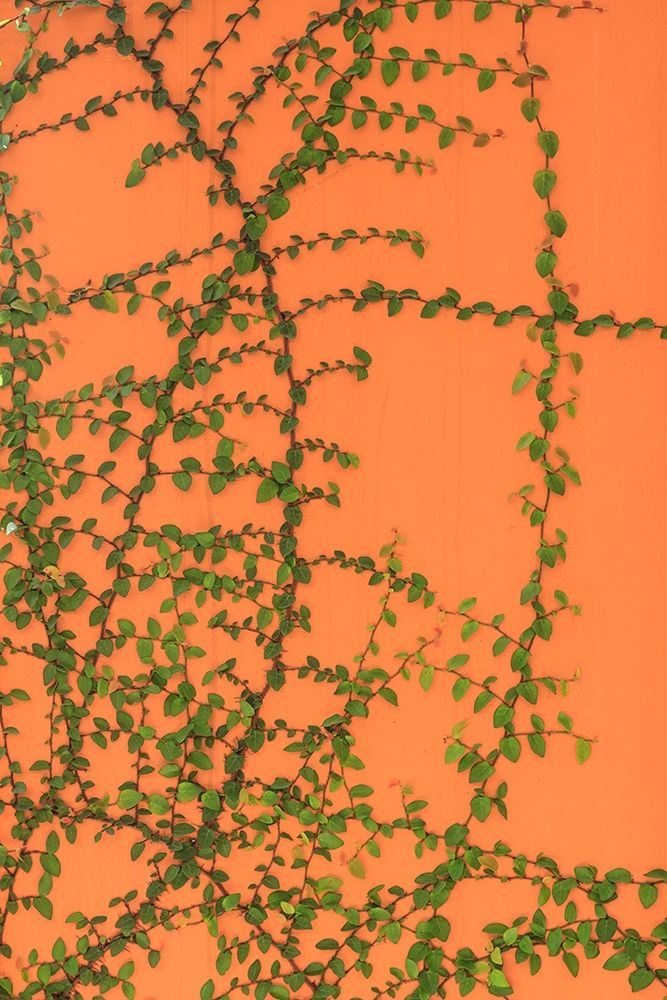 Green vines on an orange wall